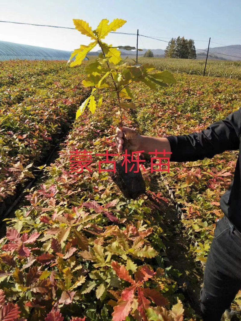 蒙古栎杯苗各种规格的各种高度