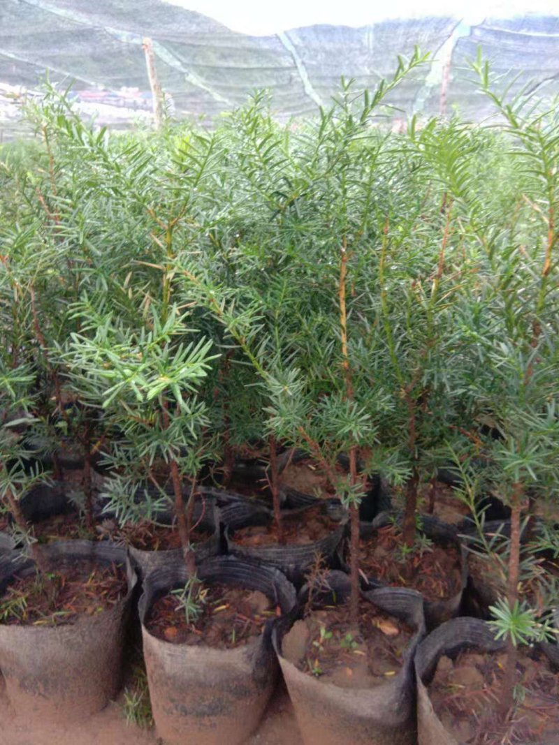 红豆杉杯苗裸根苗各种高度