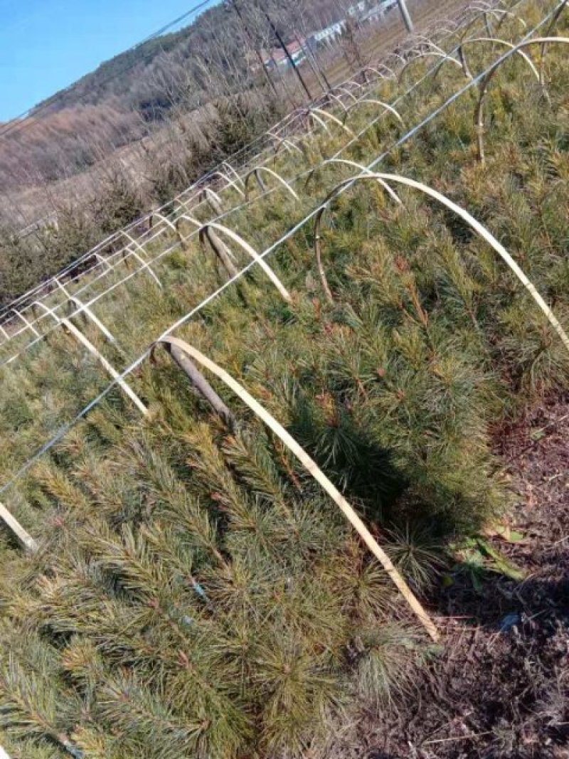 红松嫁接苗嫁接二年头三年头