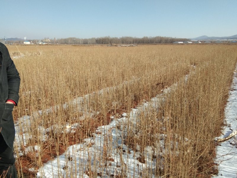 落叶松留床苗换床苗量大优惠
