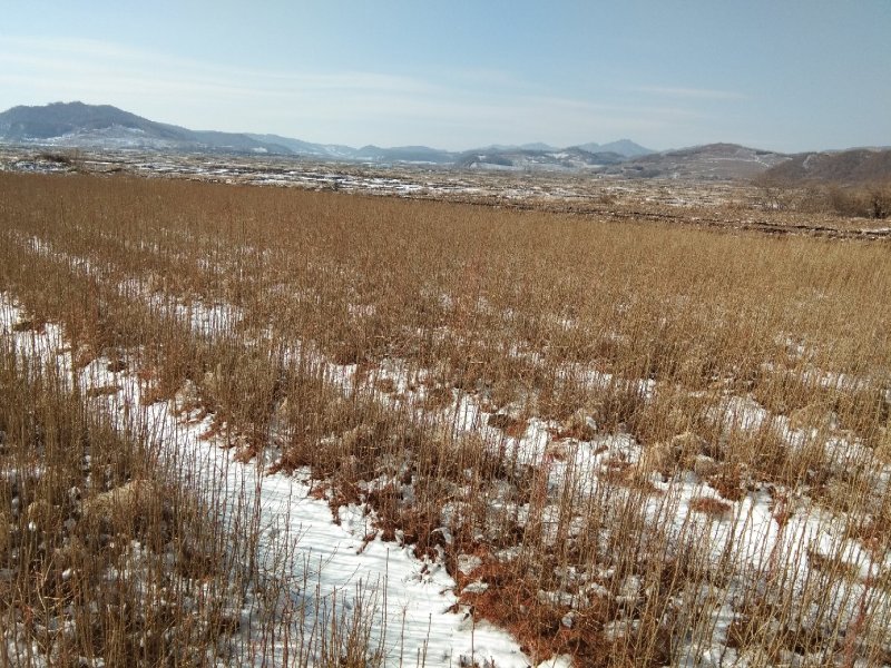 落叶松留床苗换床苗量大优惠
