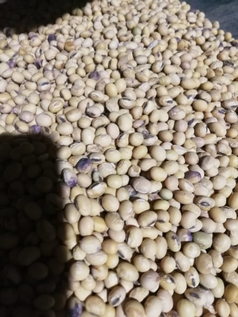 出售优质苏北大豆，高蛋白水份干做豆腐豆制品用