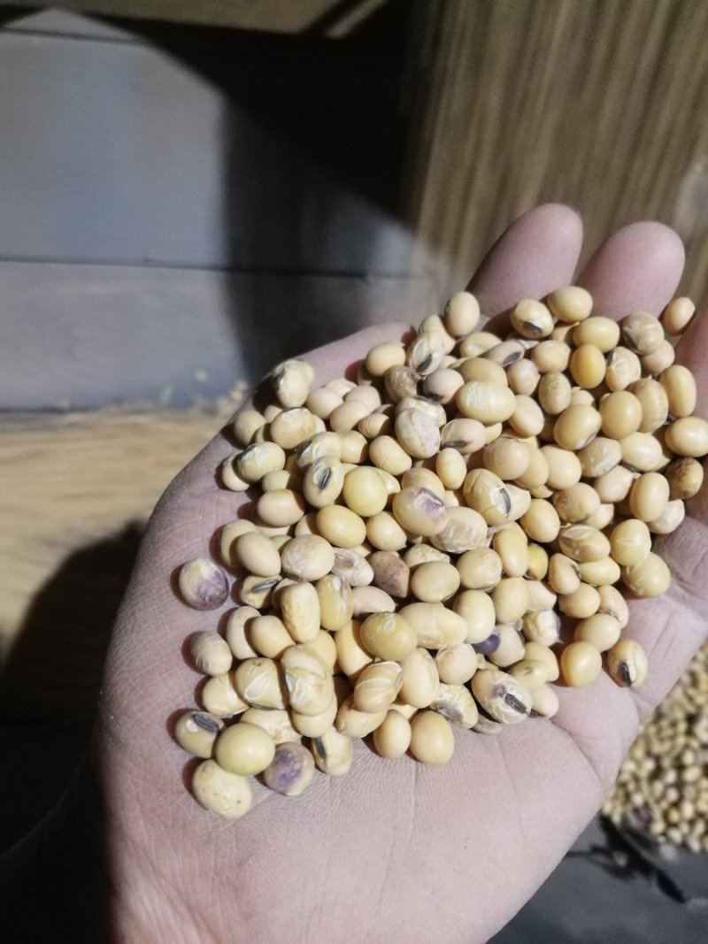 出售优质苏北大豆，高蛋白水份干做豆腐豆制品用