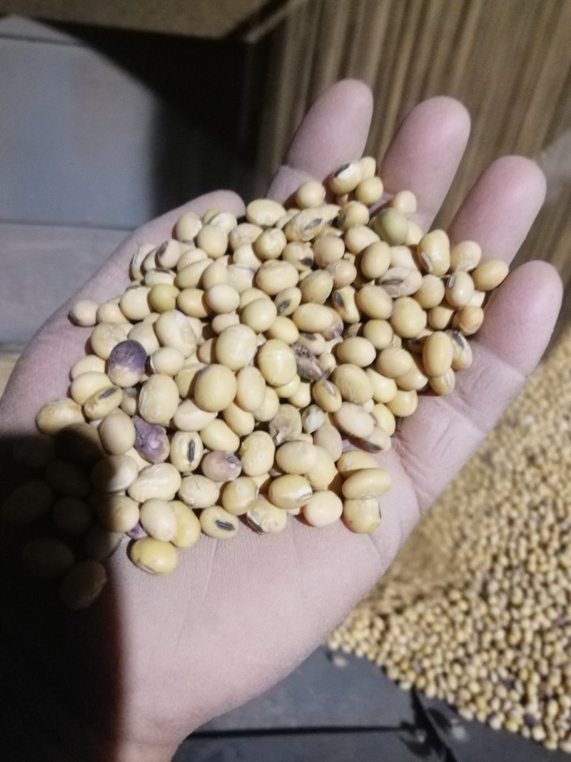 出售优质苏北大豆，高蛋白水份干做豆腐豆制品用
