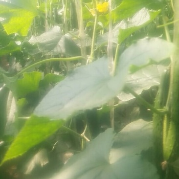 优质硅肥黄瓜，口感好，无残留