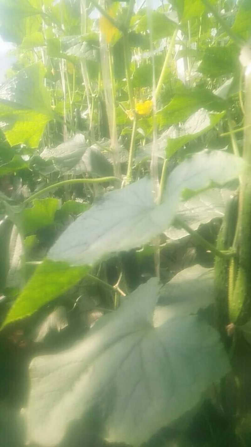 优质硅肥黄瓜，口感好，无残留