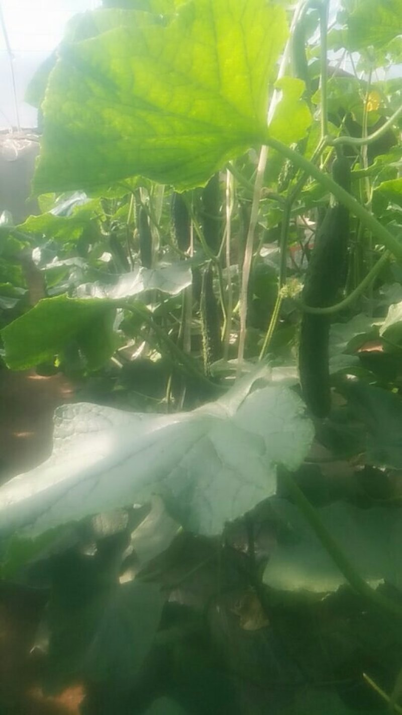 优质硅肥黄瓜，口感好，无残留