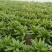 本基地大量供应大白菜，莴苣，现在已经大量上市，欢迎新老客