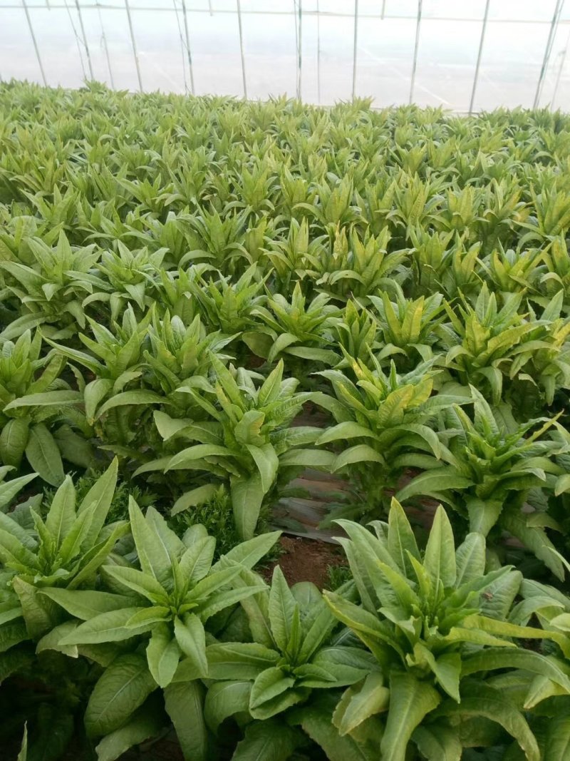 本基地大量供应大白菜，莴苣，现在已经大量上市，欢迎新老客