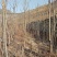 红油香椿树苗.0.3元一棵