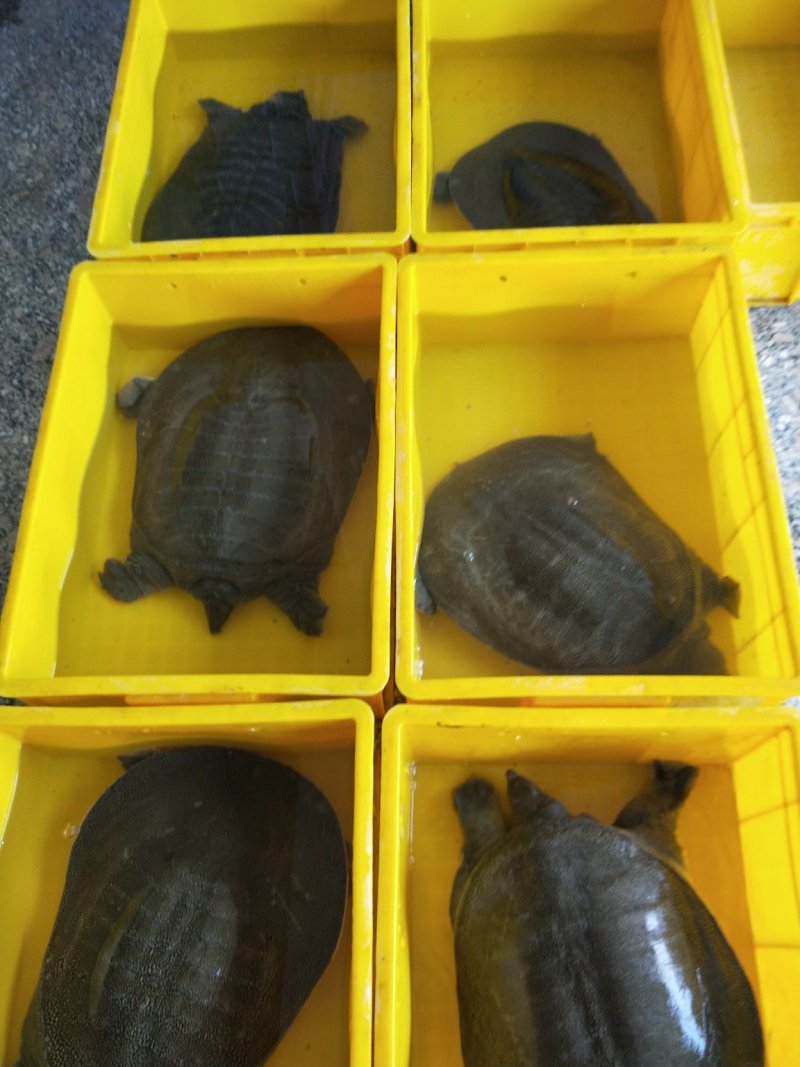 老甲鱼，甲鱼苗