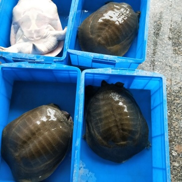 老甲鱼，甲鱼苗