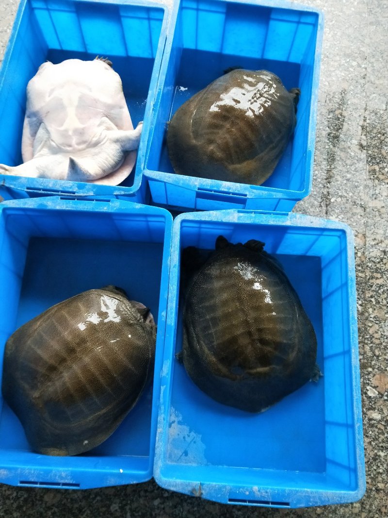 老甲鱼，甲鱼苗