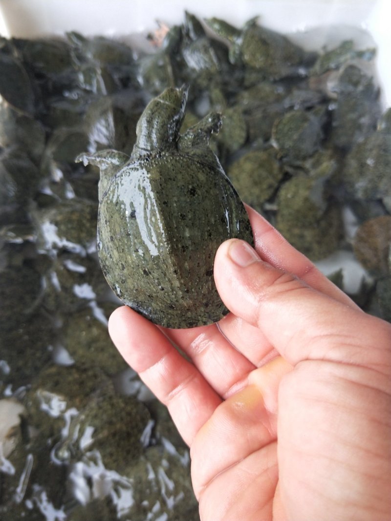 老甲鱼，甲鱼苗