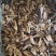 广西大量钩藤阳枝，根，切，片，统货价