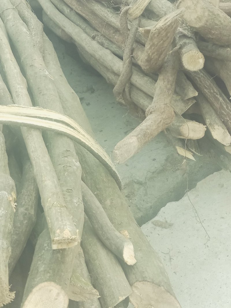 青风藤，产地一手货源接各种规格订单