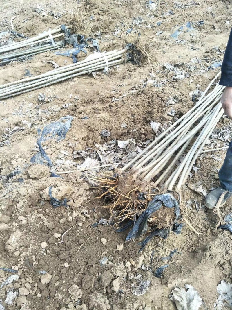 107杨树大量上市