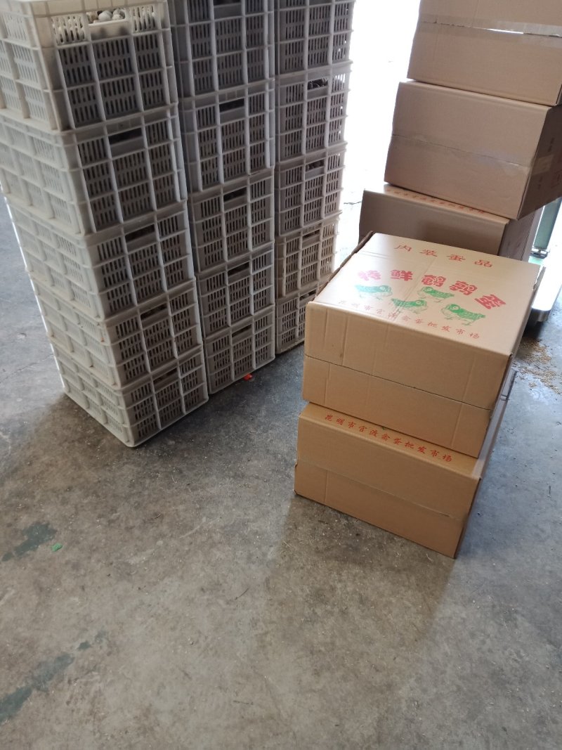 云南昆明鹌鹑蛋基地直发鲜货现发品质保证