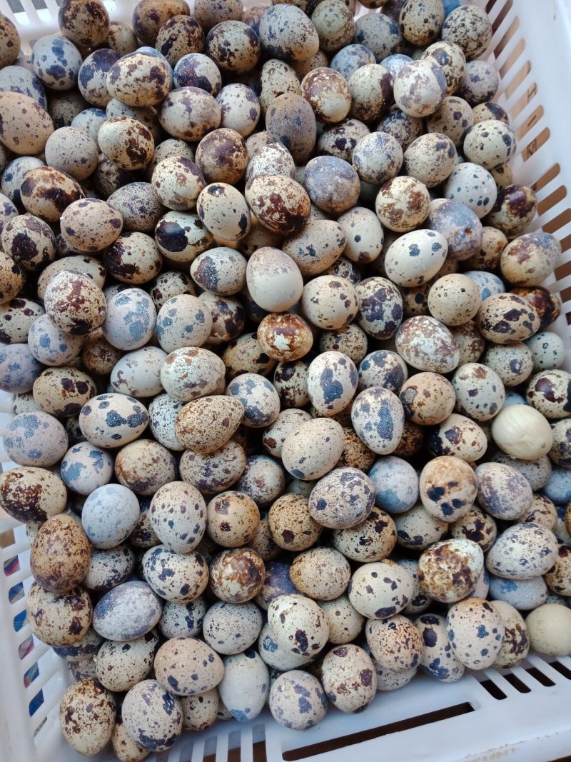 云南昆明鹌鹑蛋基地直发鲜货现发品质保证