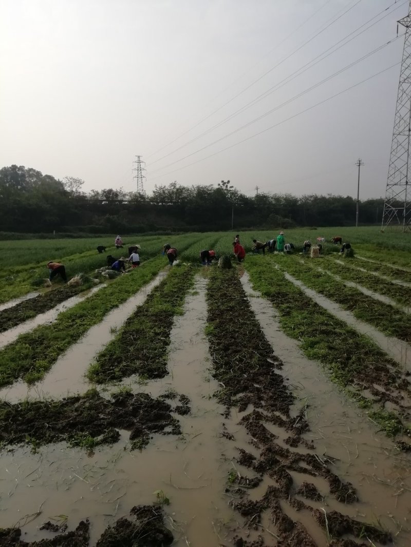 供应广西红根蒜苗