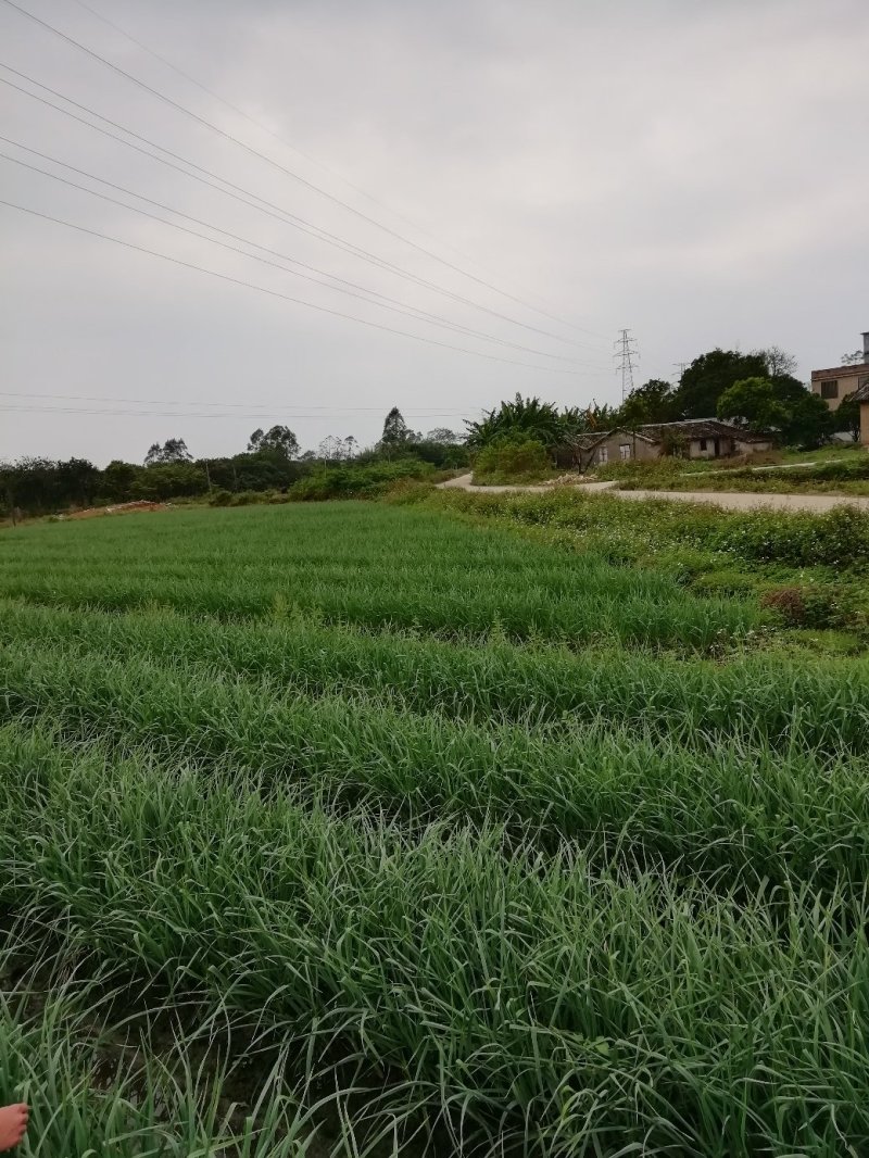 供应广西红根蒜苗