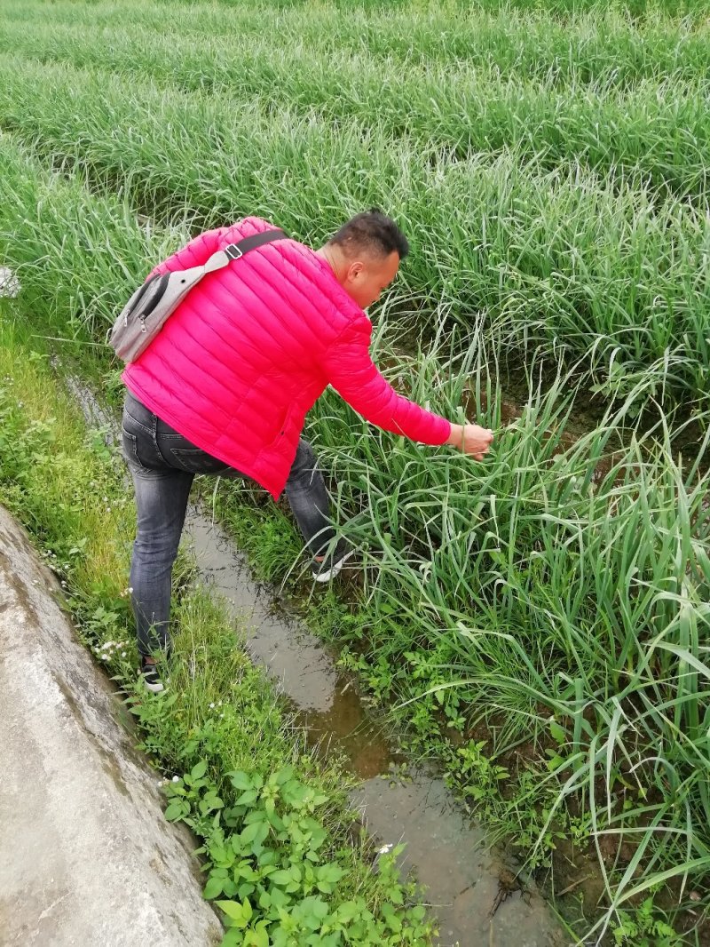 供应广西红根蒜苗