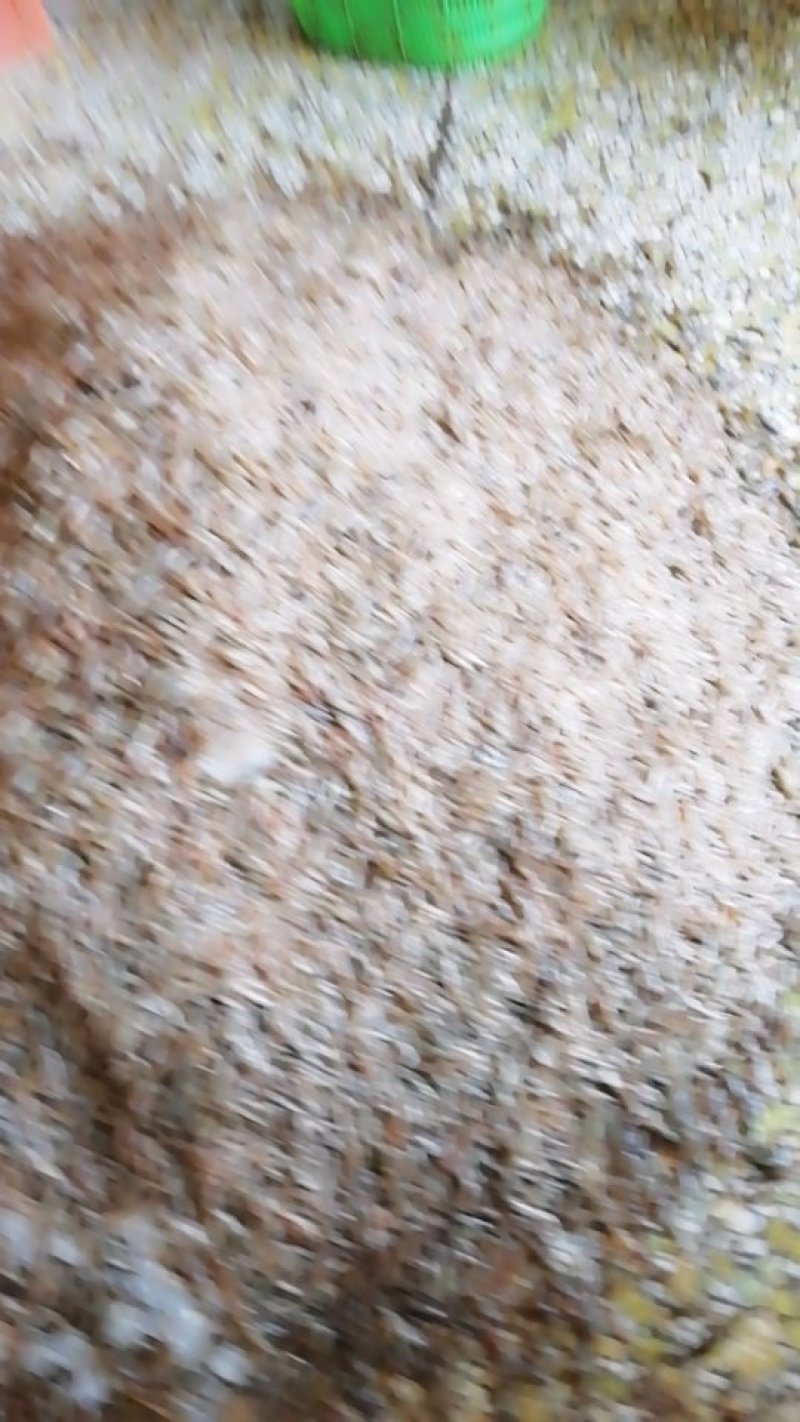 河虾鱼子