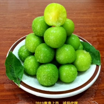 2024年三月李新鲜上市信宜钱排特产三华李
