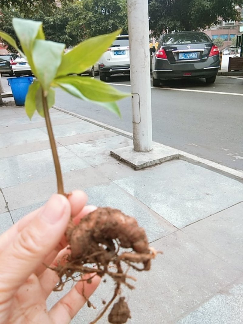 重楼苗，重楼种准备出货了，需要种植重楼苗的老板可以订购了