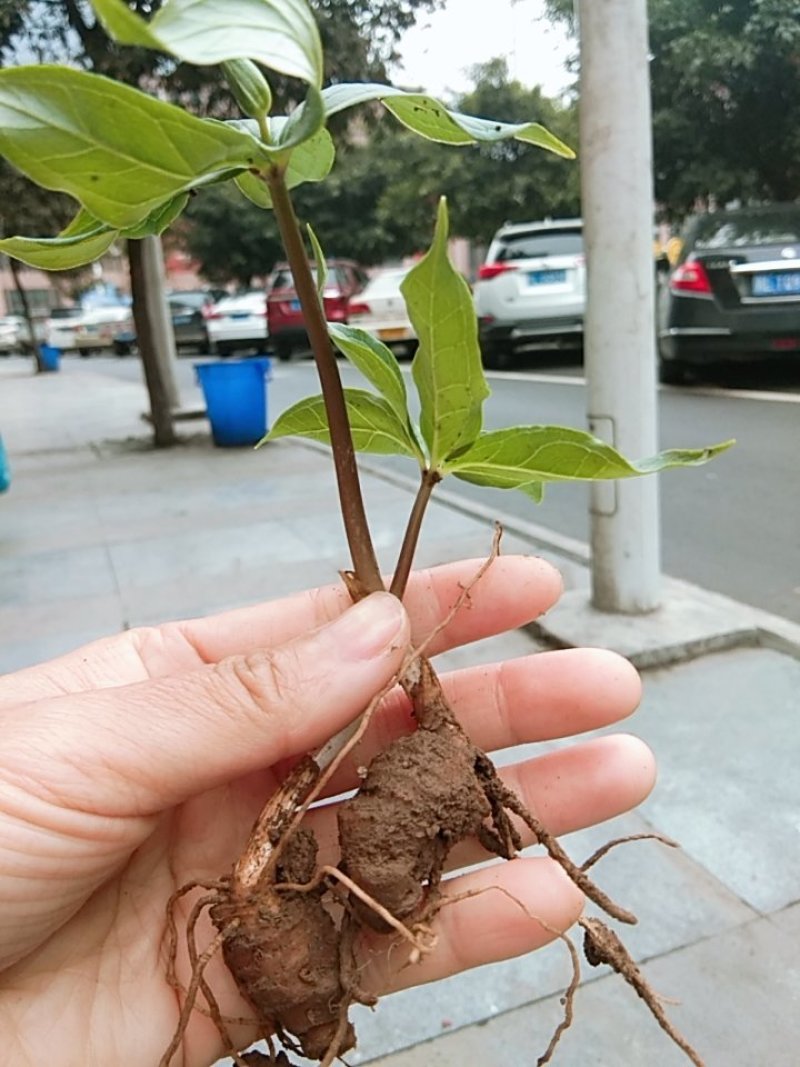 重楼苗，重楼种准备出货了，需要种植重楼苗的老板可以订购了