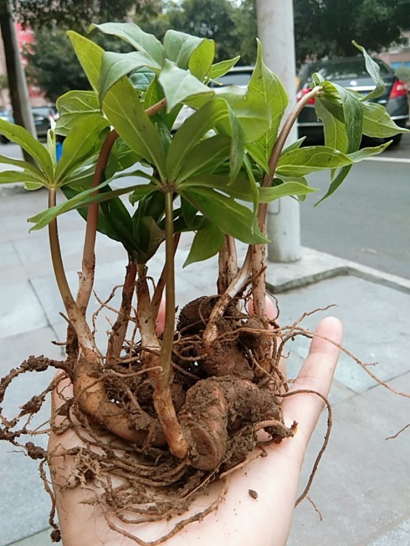 重楼苗，重楼种准备出货了，需要种植重楼苗的老板可以订购了