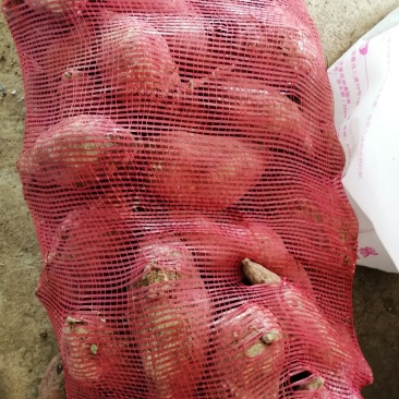 商薯19红薯种