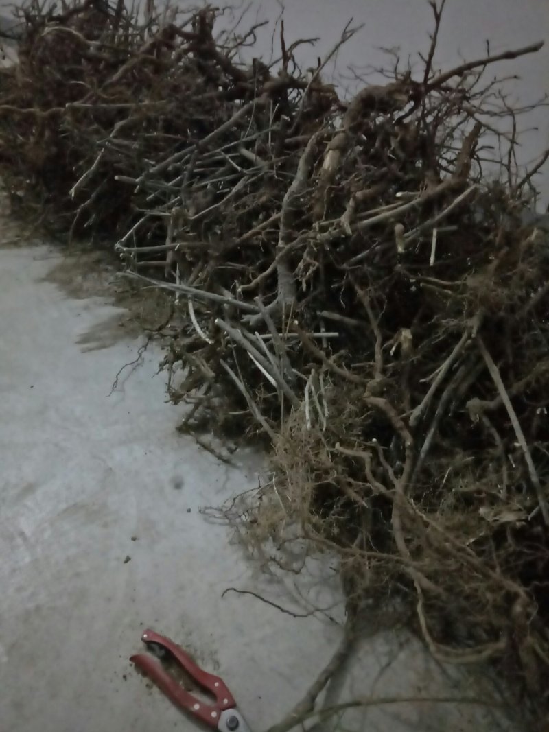 迎春花1米以下