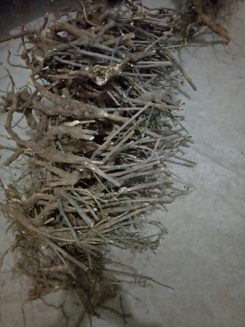 迎春花1米以下
