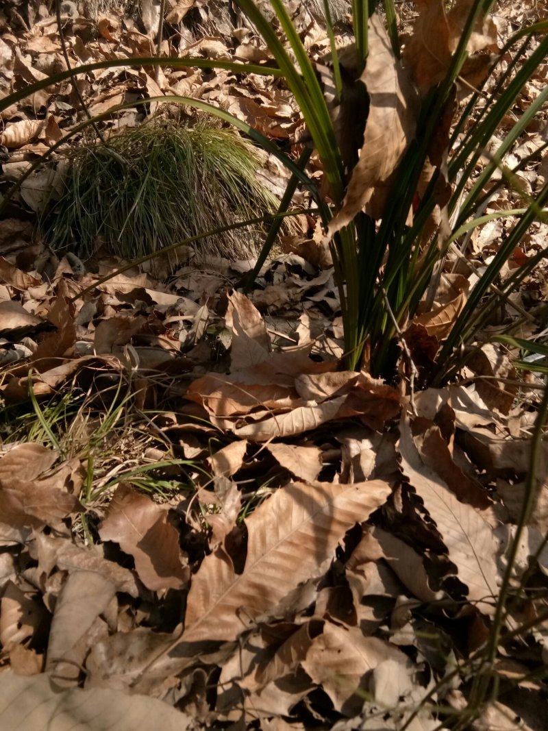 野生兰花不带土