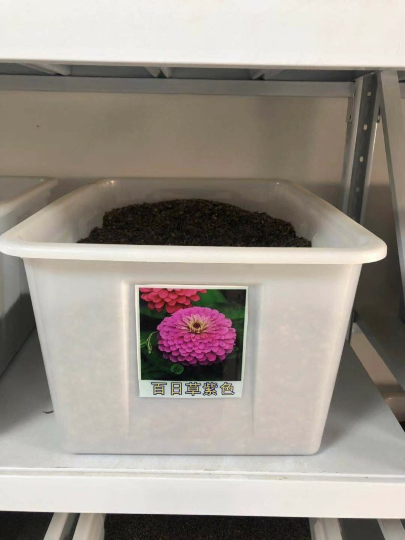 百日草种子花海热门量大可货到付款可开发票包邮