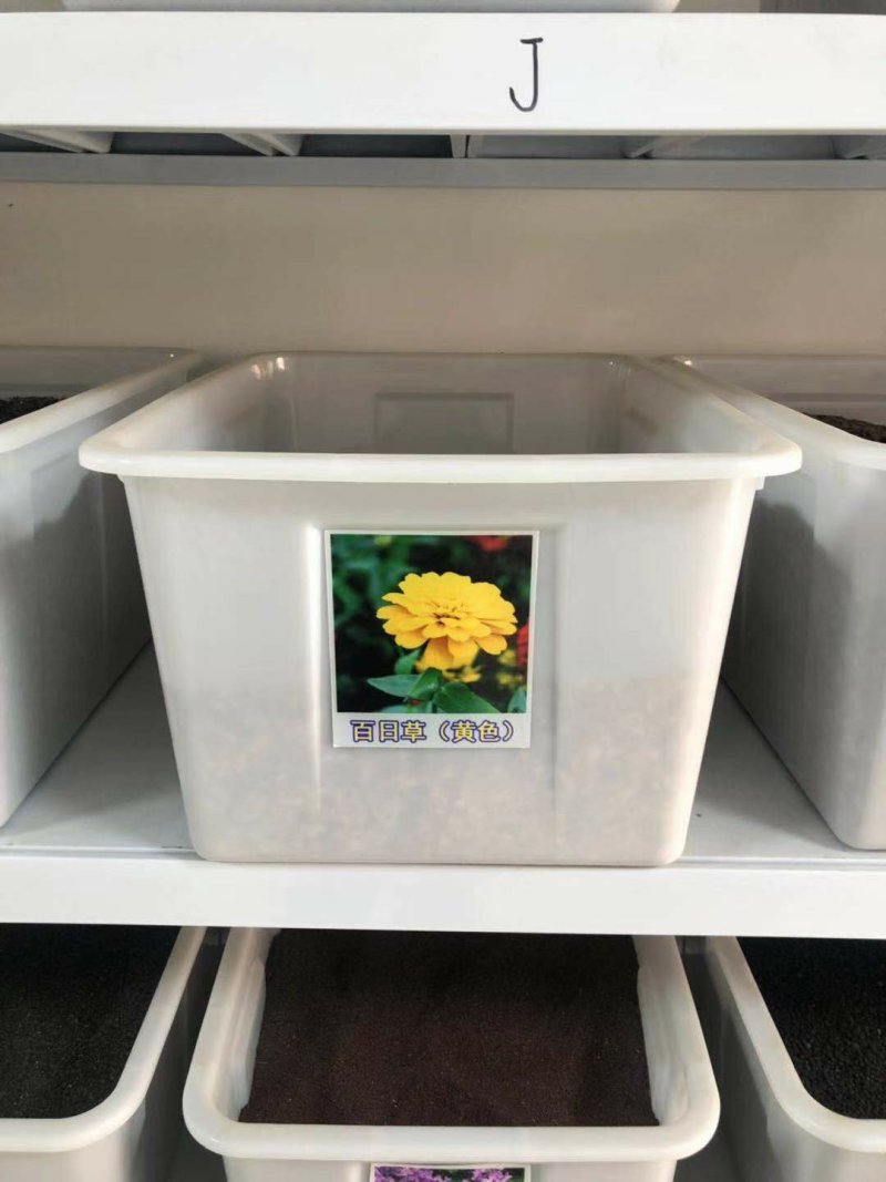 百日草种子花海热门量大可货到付款可开发票包邮