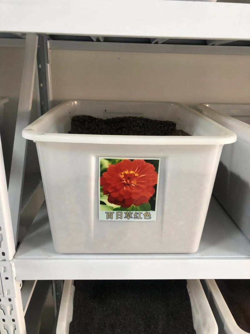 百日草种子花海热门量大可货到付款可开发票包邮