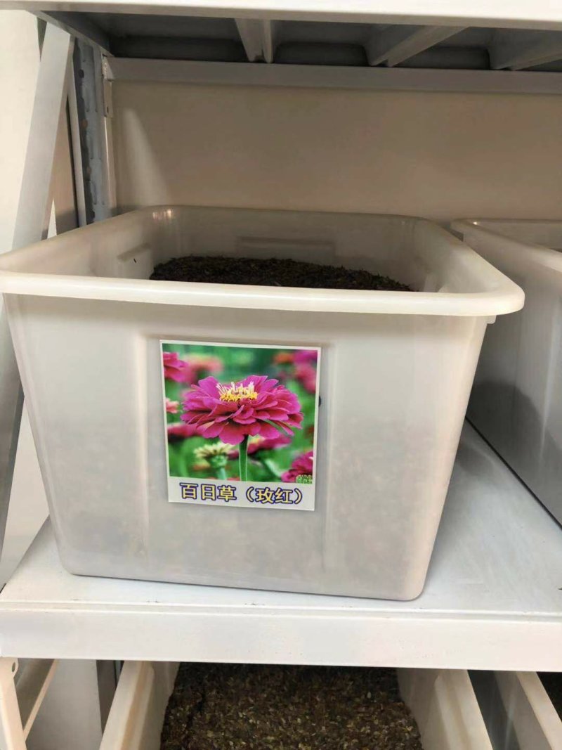 百日草种子花海热门量大可货到付款可开发票包邮