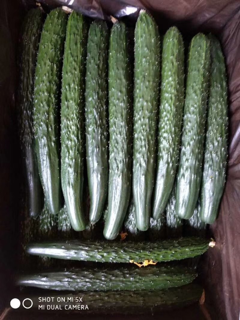 万亩密刺黄瓜，鲜花带刺22-25公分，货源充足