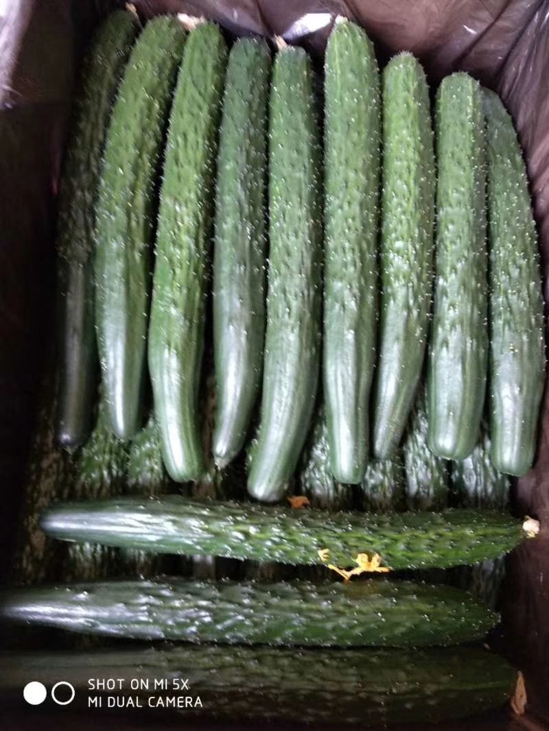 万亩密刺黄瓜，鲜花带刺22-25公分，货源充足