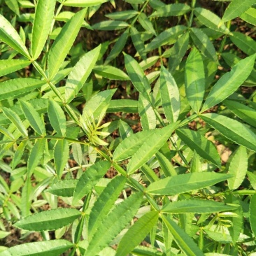 大量出售正宗江津九叶青花椒苗保证品质