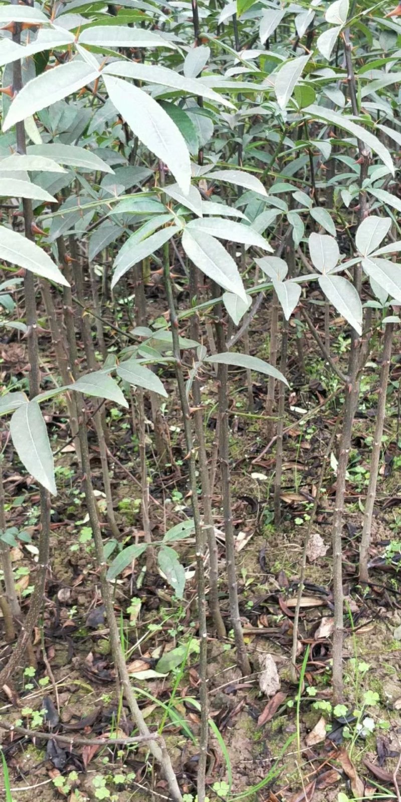大量出售正宗江津九叶青花椒苗保证品质