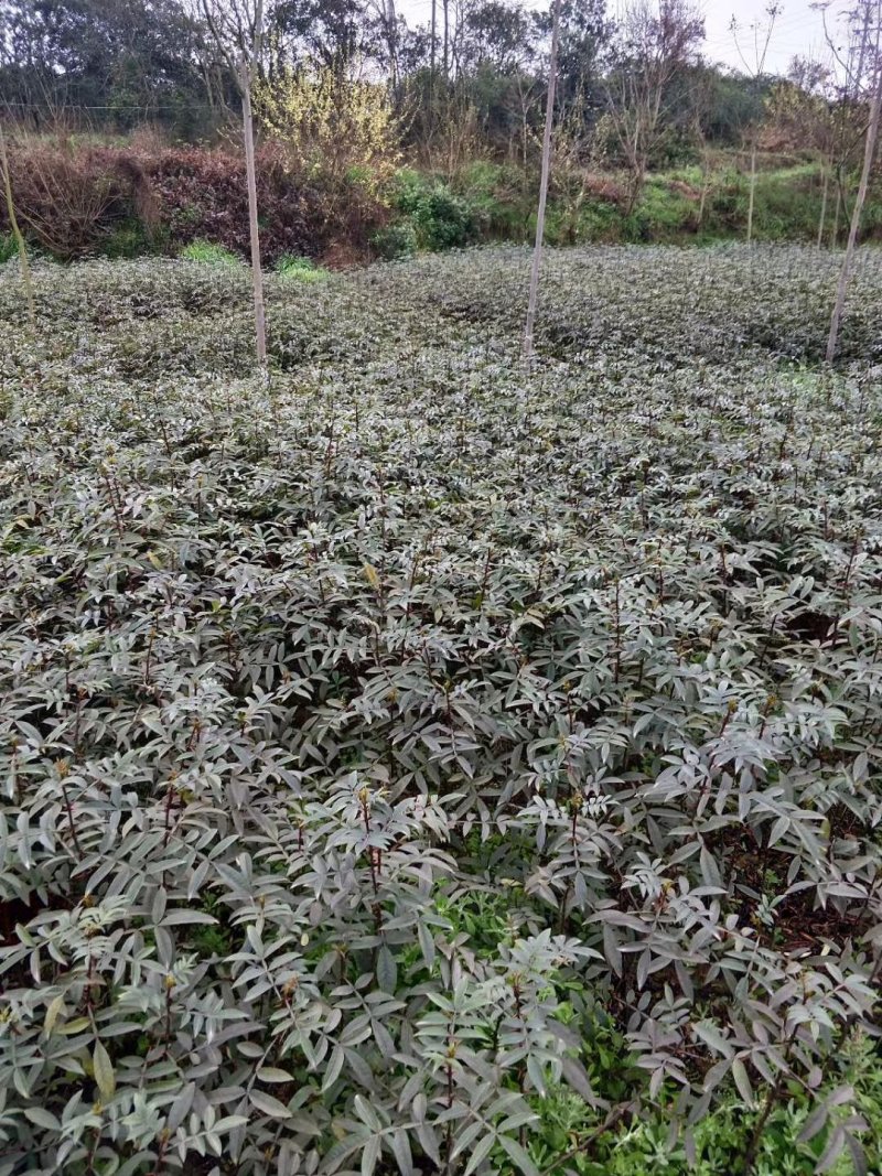 大量出售正宗江津九叶青花椒苗保证品质
