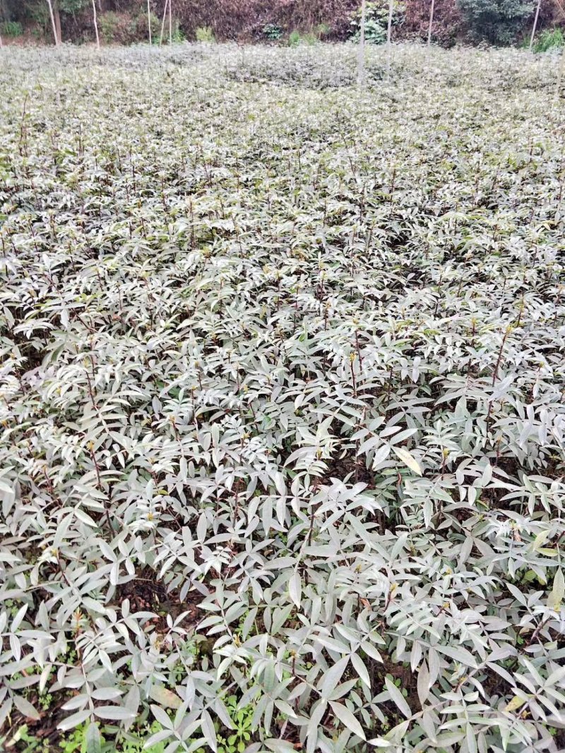 大量出售正宗江津九叶青花椒苗保证品质