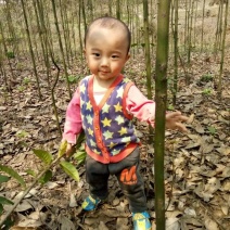 香樟树樟树苗木基地直发规格齐全价格实惠运输便利