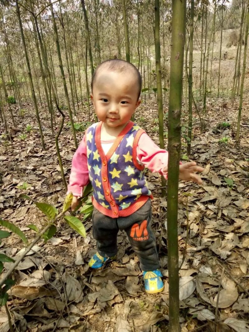 香樟树樟树苗木基地直发规格齐全价格实惠运输便利