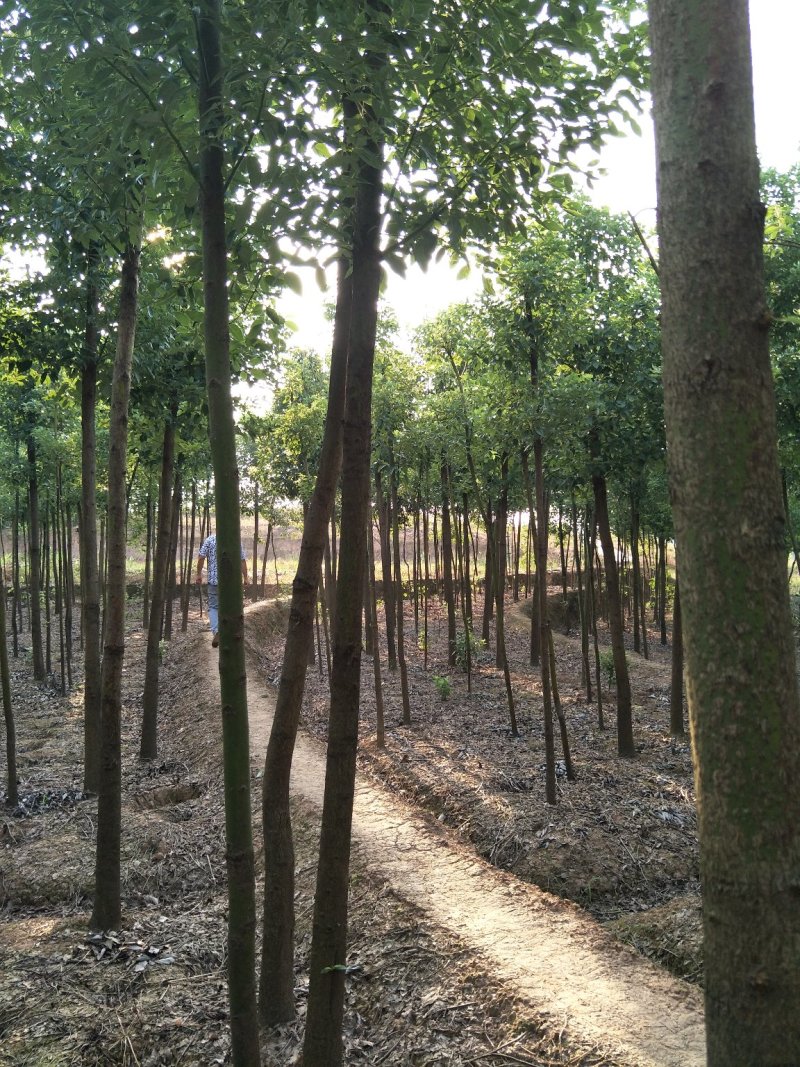 香樟树樟树苗木基地直发规格齐全价格实惠运输便利