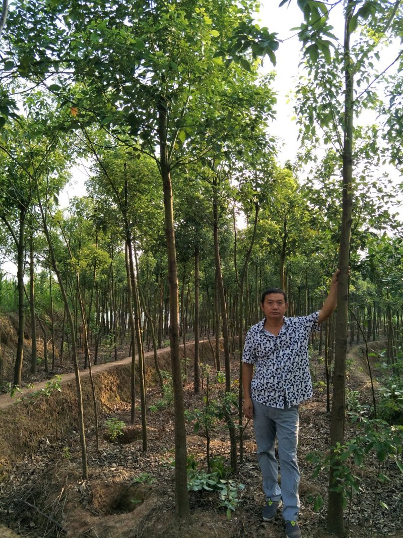 香樟树樟树苗木基地直发规格齐全价格实惠运输便利