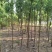 香樟树樟树苗木基地直发规格齐全价格实惠运输便利